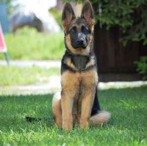 Meet your Posher, Haileys